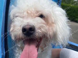 **Reduced **Zuchon bichon x shitzu ****no time wasters please ****
