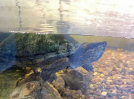 musk turtle for sale (price is negotiable)