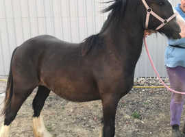 Yearling Cob Filly