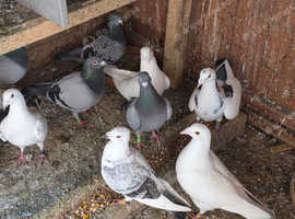 Breeding stock n babies racing for sale.