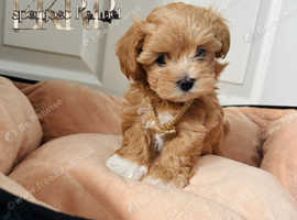 LAST GIRL ULTRA RARE F1 ASIAN MICRO DNA MALTIPOO