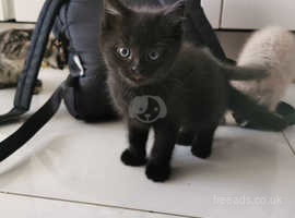 Jet black kittens for clearance sale