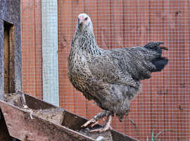 Lovely Young Isabella Brahma Cockerel For Sale in Huddersfield, West  Yorkshire