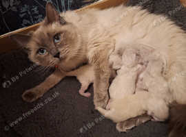 Ragdoll kittens