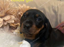 Last Girl Remaining! Stunning Dachund Pups For Sale A in Abingdon OX13 ...