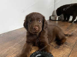 1 Super liver flatcoat retriever puppy 8 weeks old