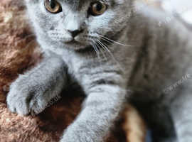 Chunky british shorthair and scottish fold kittens