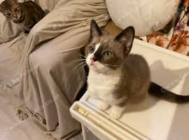 Kittens and Cats for sale in Portsmouth Freeads