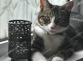 The sweetest girl you'll ever meet! In need of a home asap. Come and give her a home!