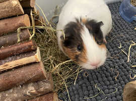 Two male guinea pigs