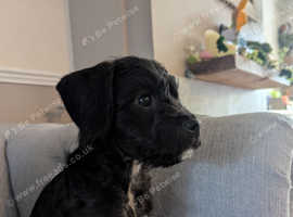 Stunning schnoodle girl puppy