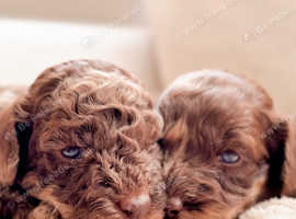 F1B Miniature Sproodle Puppies