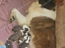 Stunning Saint Bernard puppies for sale
