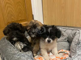 Jack russell puppies for sales sale wirral