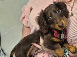 Miniature dachshund,long haired boy.
