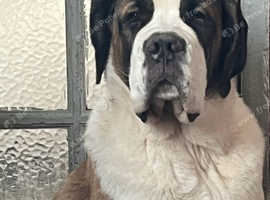 KC registered gentle giant