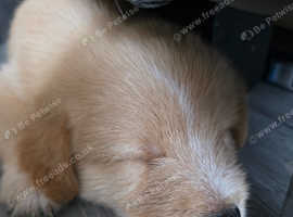 REDUCED PRICE Cockerpoo X puppies