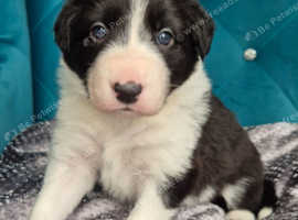 Stunning Border Collie puppy