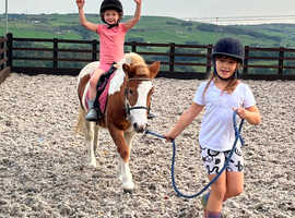 Mini - mini trotter / driving pony / children's lead rein