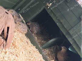 Quails for sale