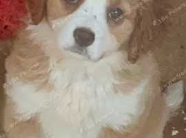 Maltese x cavalier store puppies for sale