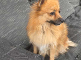 3 year old pomeranian girl.