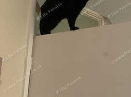 Black cat