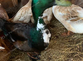 Cayuga/Appleyard Drake