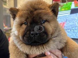 Champion Bloodlines Smooth Chunky Red chow Pups