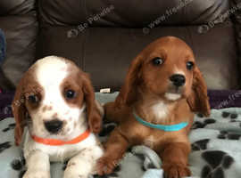 Cavalier King Charles puppies