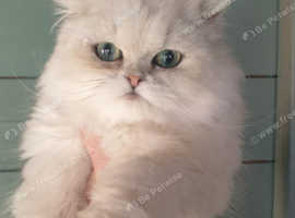 Beautiful Pedigree Chinchilla Persian Kitten.