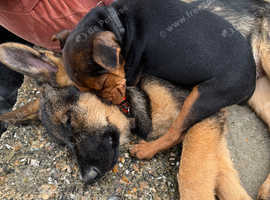 Lakeland x patterdale girl puppie