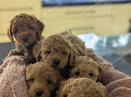 F1b Maltipoo