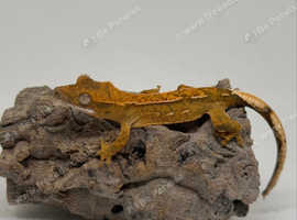 Baby crested gecko- broken pinstripe