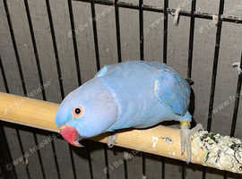 Parrot breeders deals near me