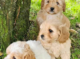 Lovely cavapoochon girl puppies for sale