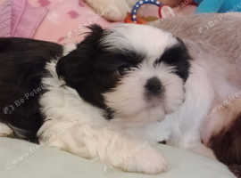 Free to good home in hull female shih hot sale tzu