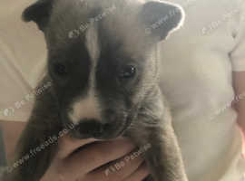 Mix stunning litter of husky x staffys all have blue eyes