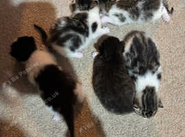 4 beautiful kittens for sale