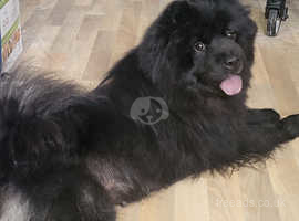 Female pedigree with papers chow chow