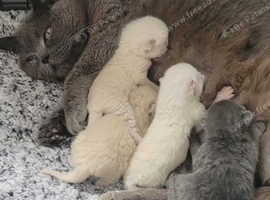 Pure pedigree British blue shorthairs 4 kittens
