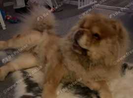 Female chow chow