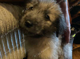 Gorgeous shepherd x lurcher puppies