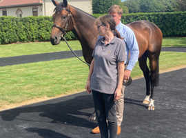 Horse Groom looking for employment