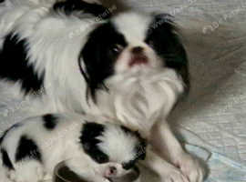 Japanese chin girl