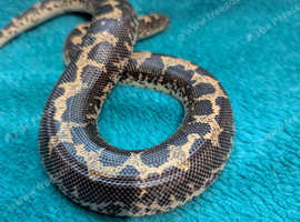 Kenyan sand boa with vivarium