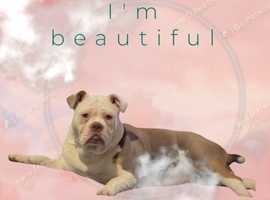 Beautiful Old English bulldog