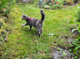 Missing from Eynsham Grey tabby