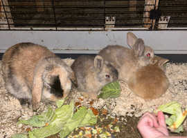 Beautiful 9 week old bunnies ready for there forever home available now