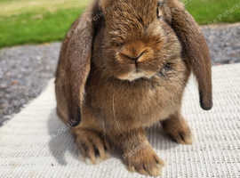 Baby German Lop Doe